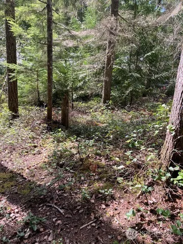 a view of a trees with a tree