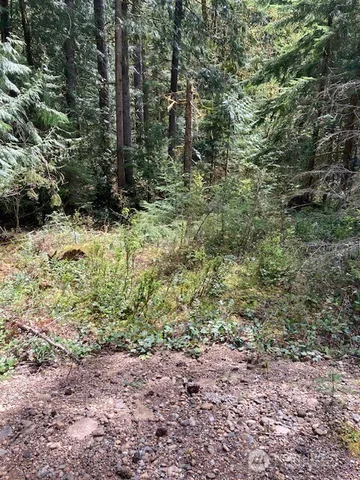 a view of a yard with plants and trees