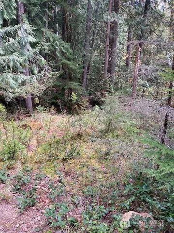 a view of a yard with plants and large trees