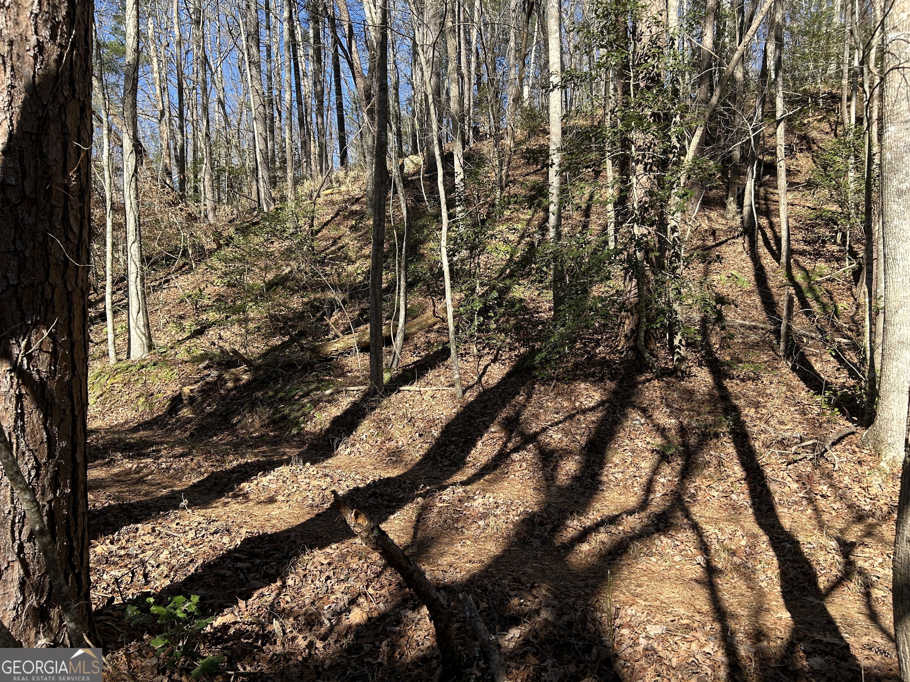 0 Twin River Orchard Road, Unit TRACT 2 Demorest, GA 30535 - Photo 4 of 24 a picture of tree