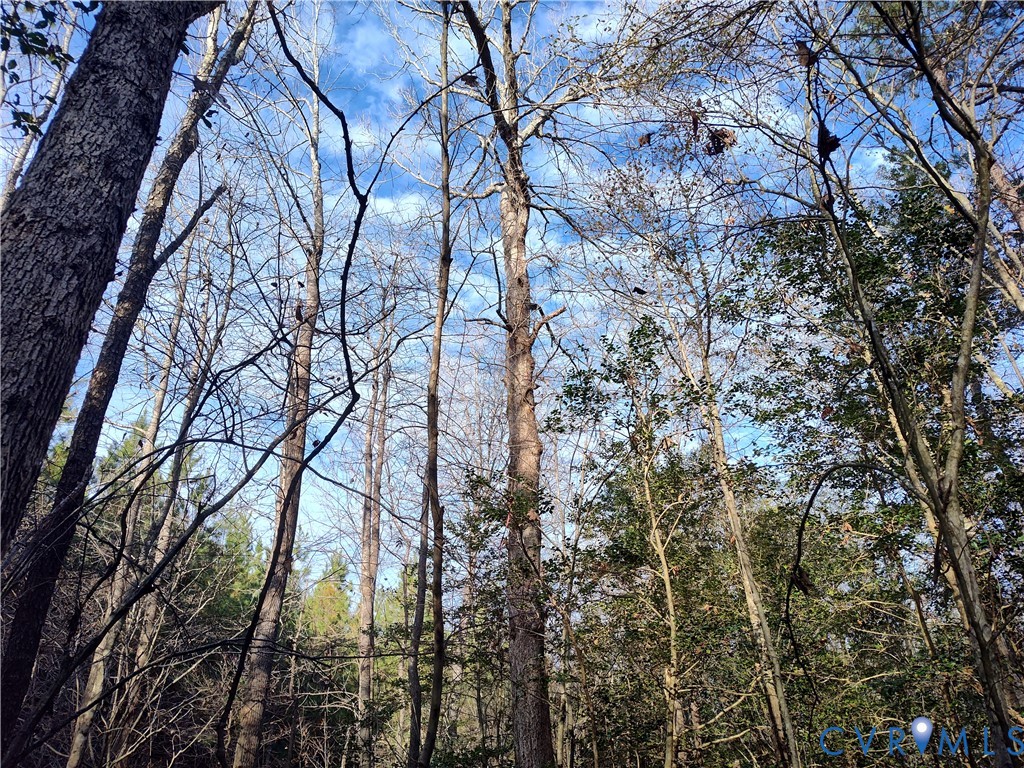 19001 Old Stage Road Dinwiddie, VA 23841 - Photo 64 of 84 a backyard of a house with lots of trees