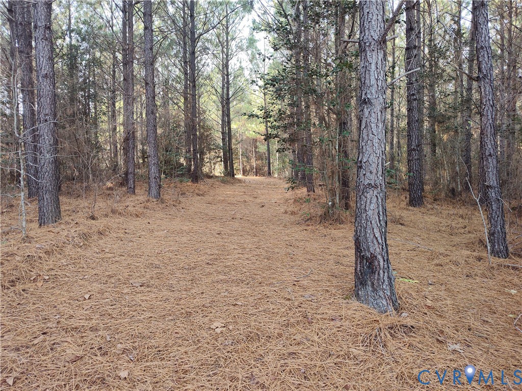 19001 Old Stage Road Dinwiddie, VA 23841 - Photo 72 of 84 a view of a forest filled with trees