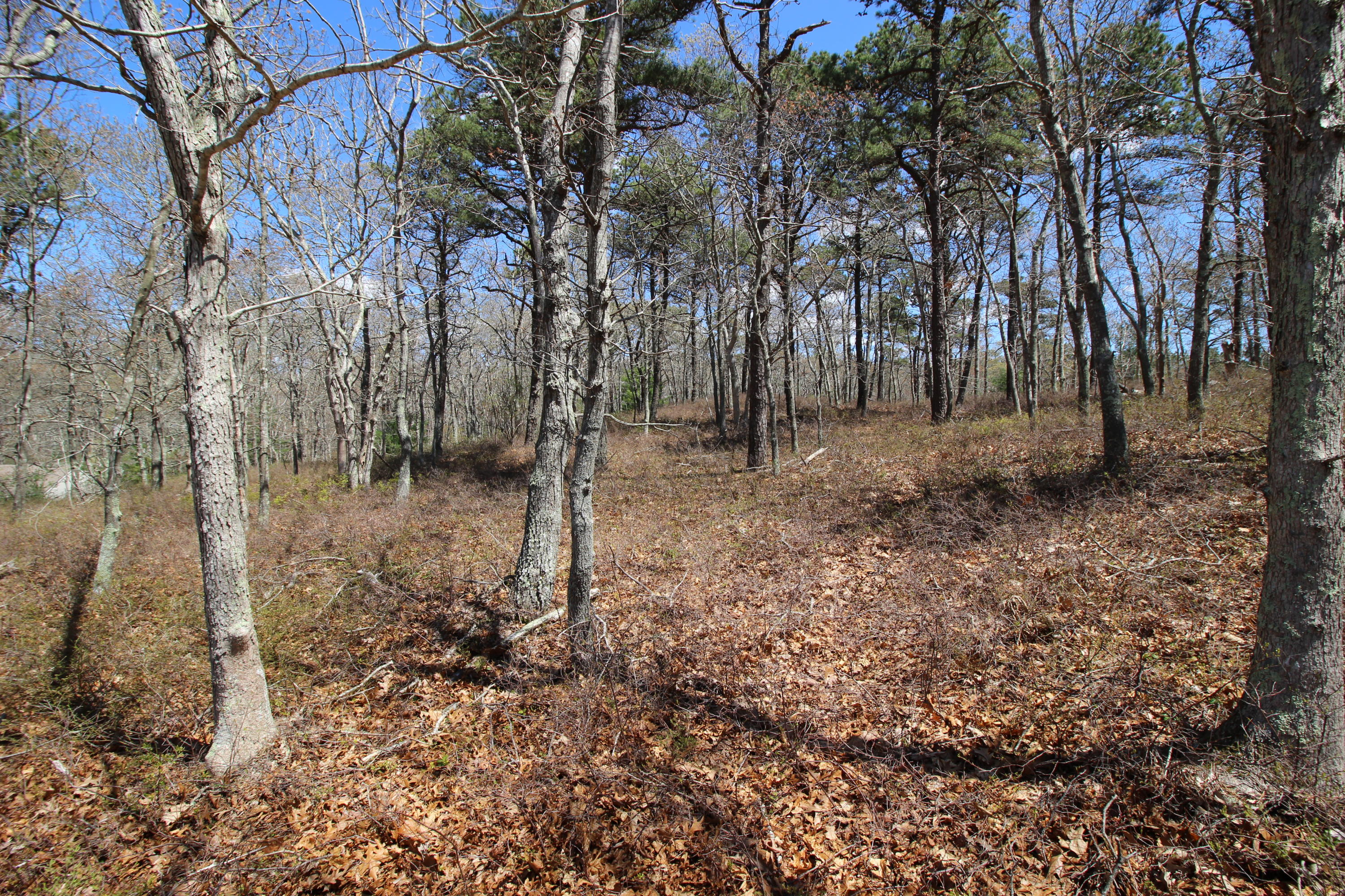 18 Cap'n Crosby Road Centerville, MA 02632 - Photo 4 of 7 18 crosby 1