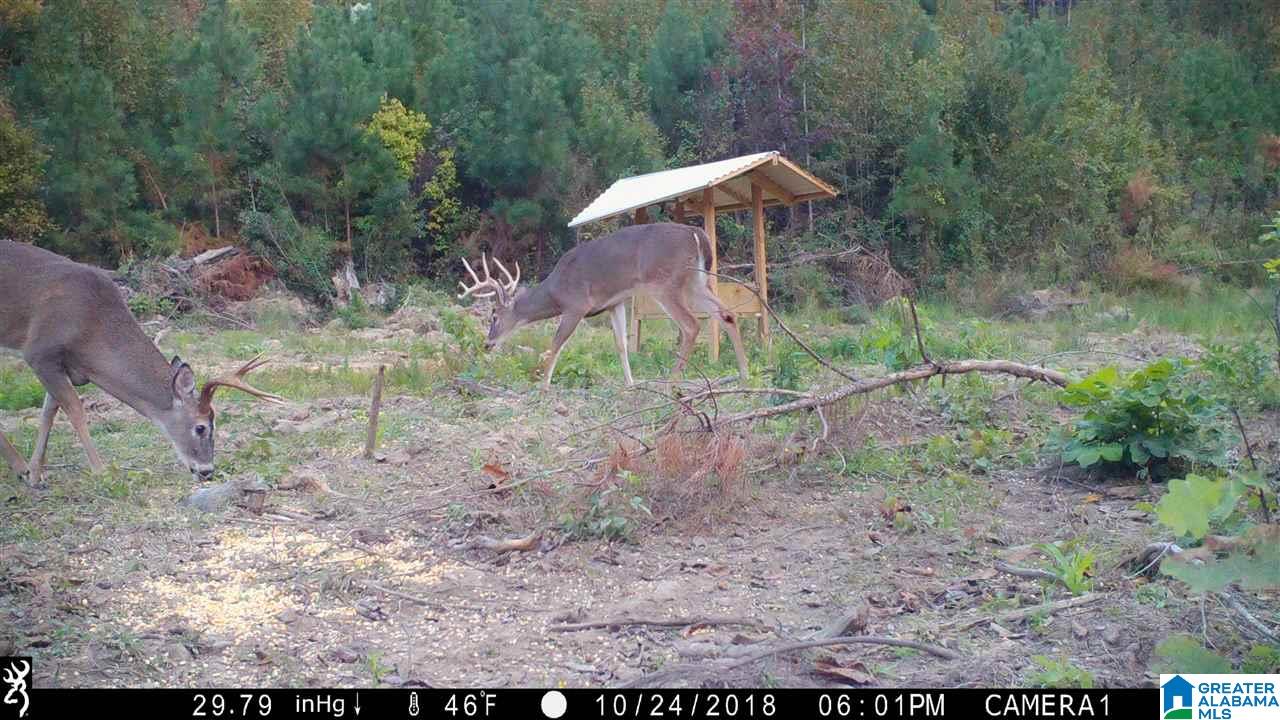0 Bulldog Bend Road Brierfield, AL 35035 - Photo 14 of 32