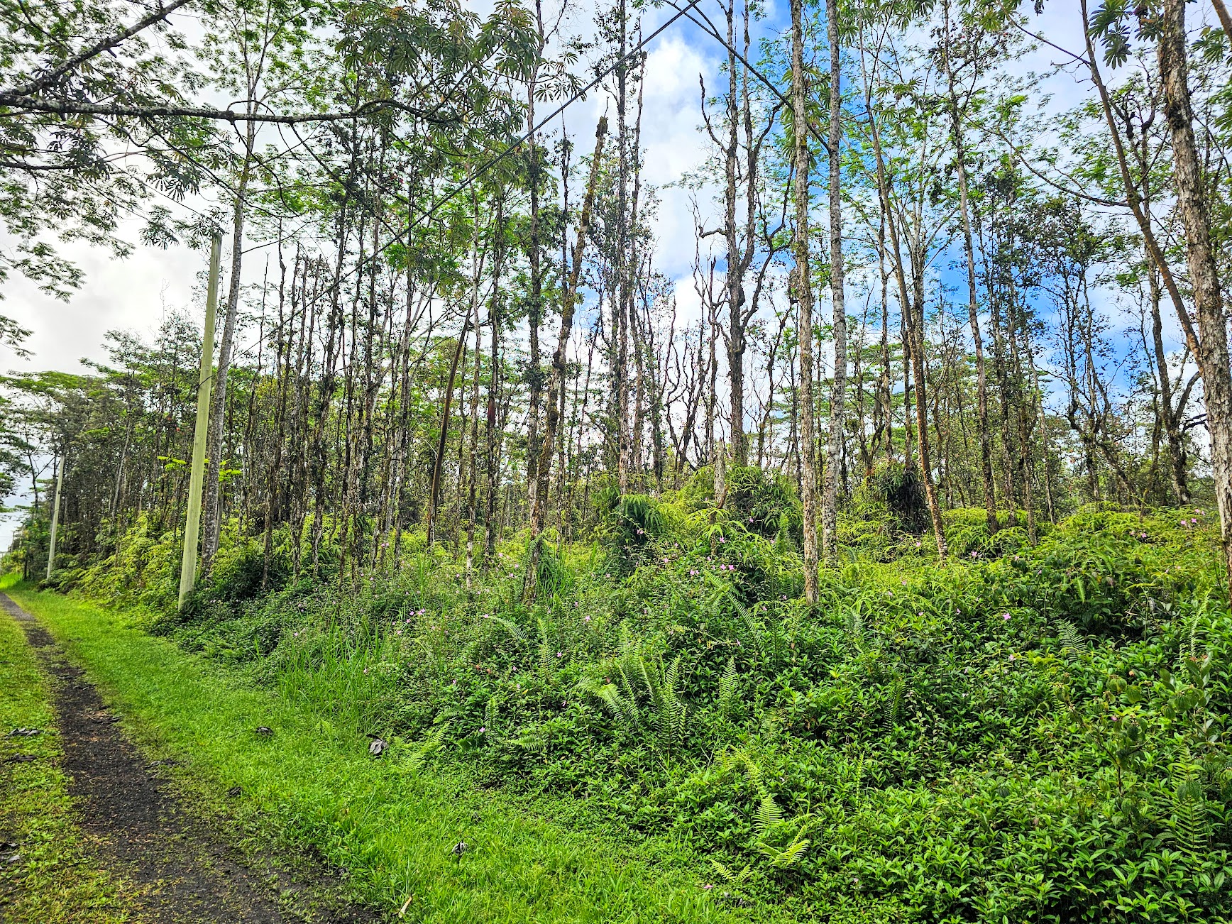 207 Pikake Road Pahoa, HI 96778 - Photo 1 of 9 Gallery Image 1
