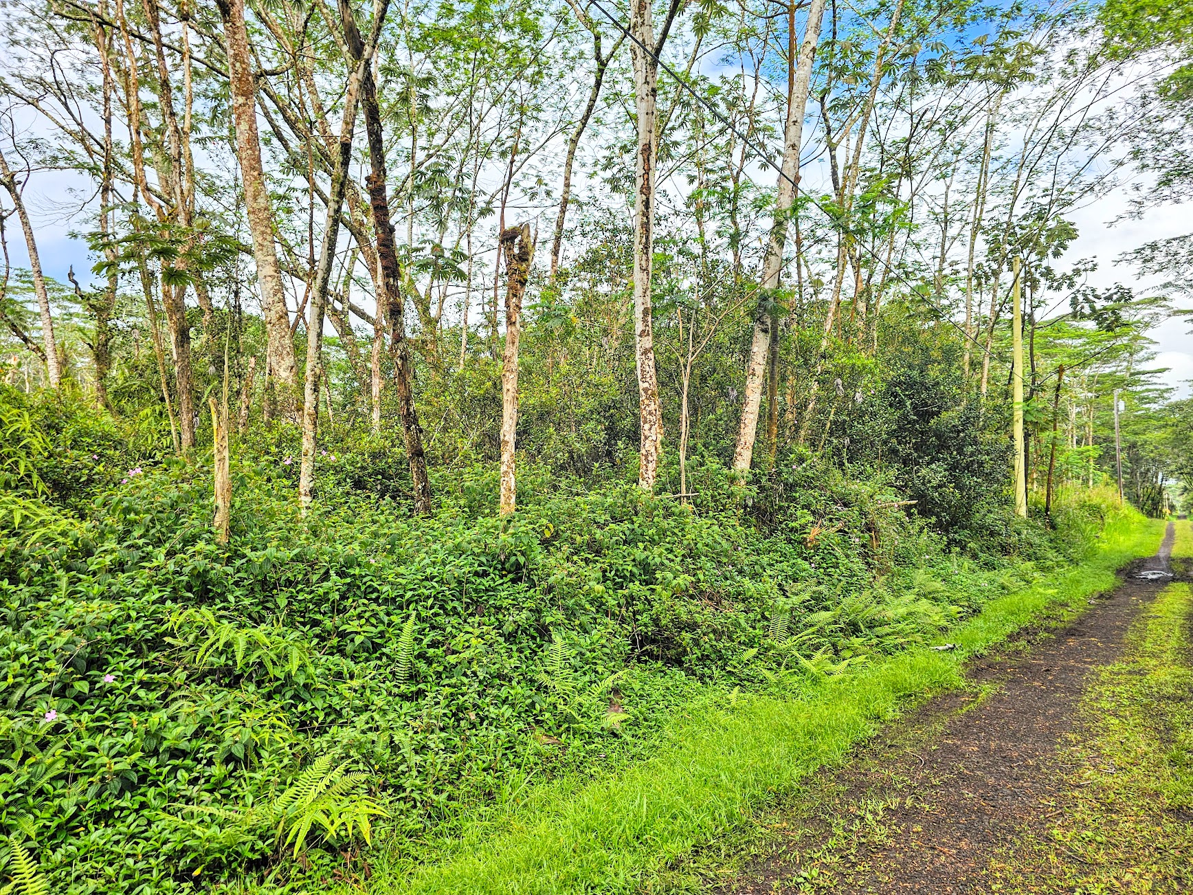 207 Pikake Road Pahoa, HI 96778 - Photo 7 of 9 Gallery Image 7