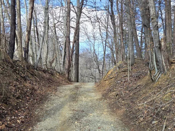 a view of a yard with trees