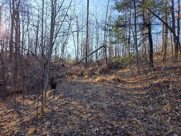 a view of covered with trees
