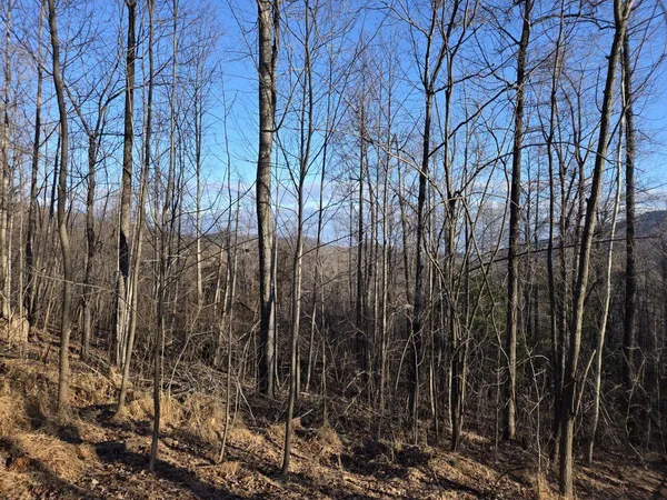 a view of a backyard with trees