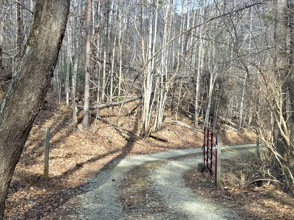 a view of a yard with large trees