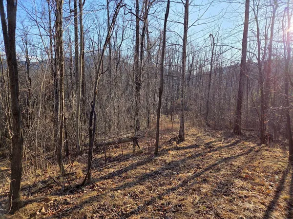 a view of forest