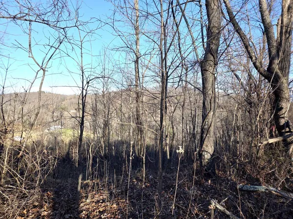 a view of a dry yard