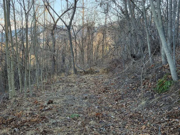a backyard of a house with lots of green space