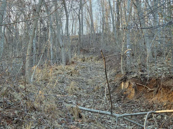 a view of a yard covered in snow