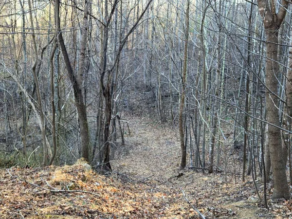 a view of a backyard with trees