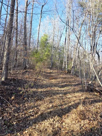 a view of backyard with tree