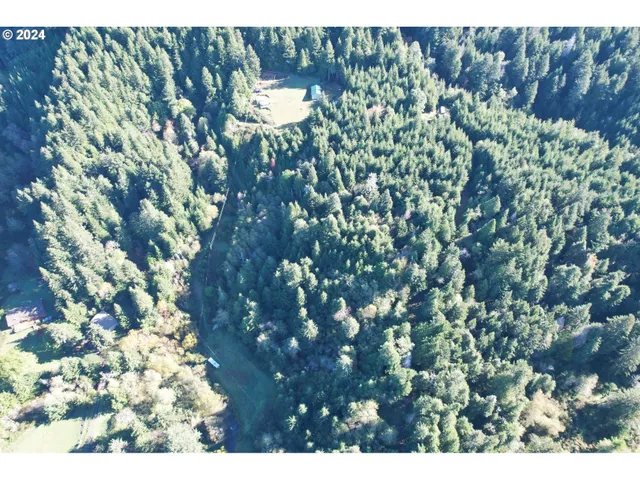 a view of a tree in a yard