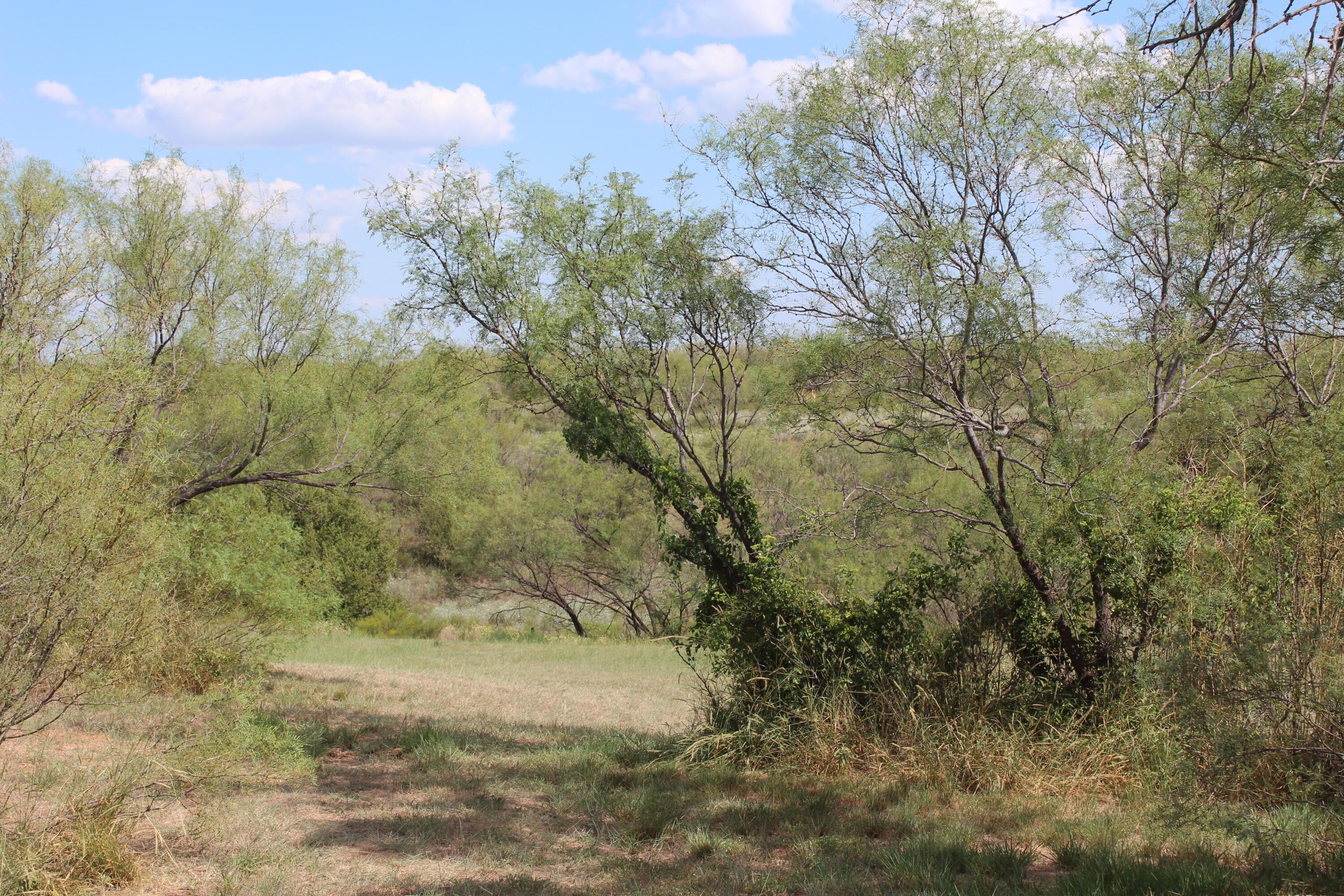 14330 Broome Road Memphis, TX 79245 - Photo 61 of 63 a view of a yard with a tree