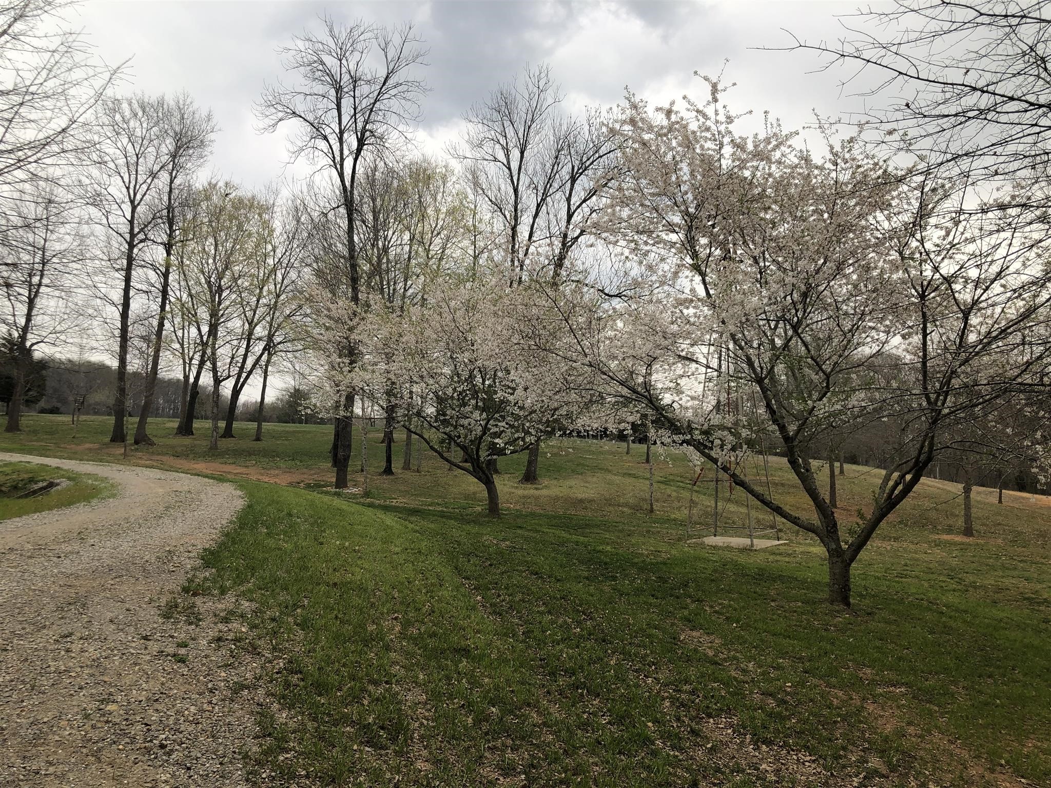 8 Highway 76 East Springfield, TN 37172 - Photo 8 of 9 a view of yard with trees