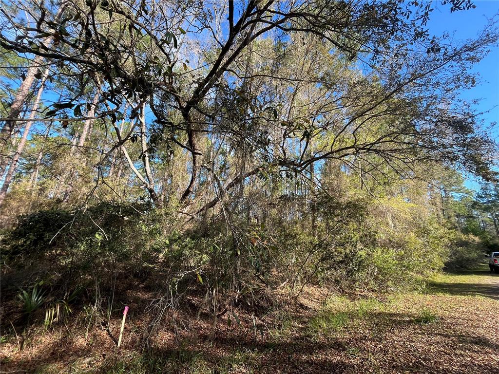 104 5th Street Georgetown, FL 32139 - Photo 4 of 6