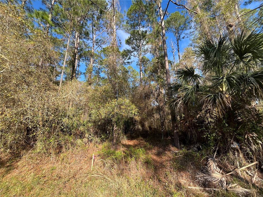 104 5th Street Georgetown, FL 32139 - Photo 5 of 6