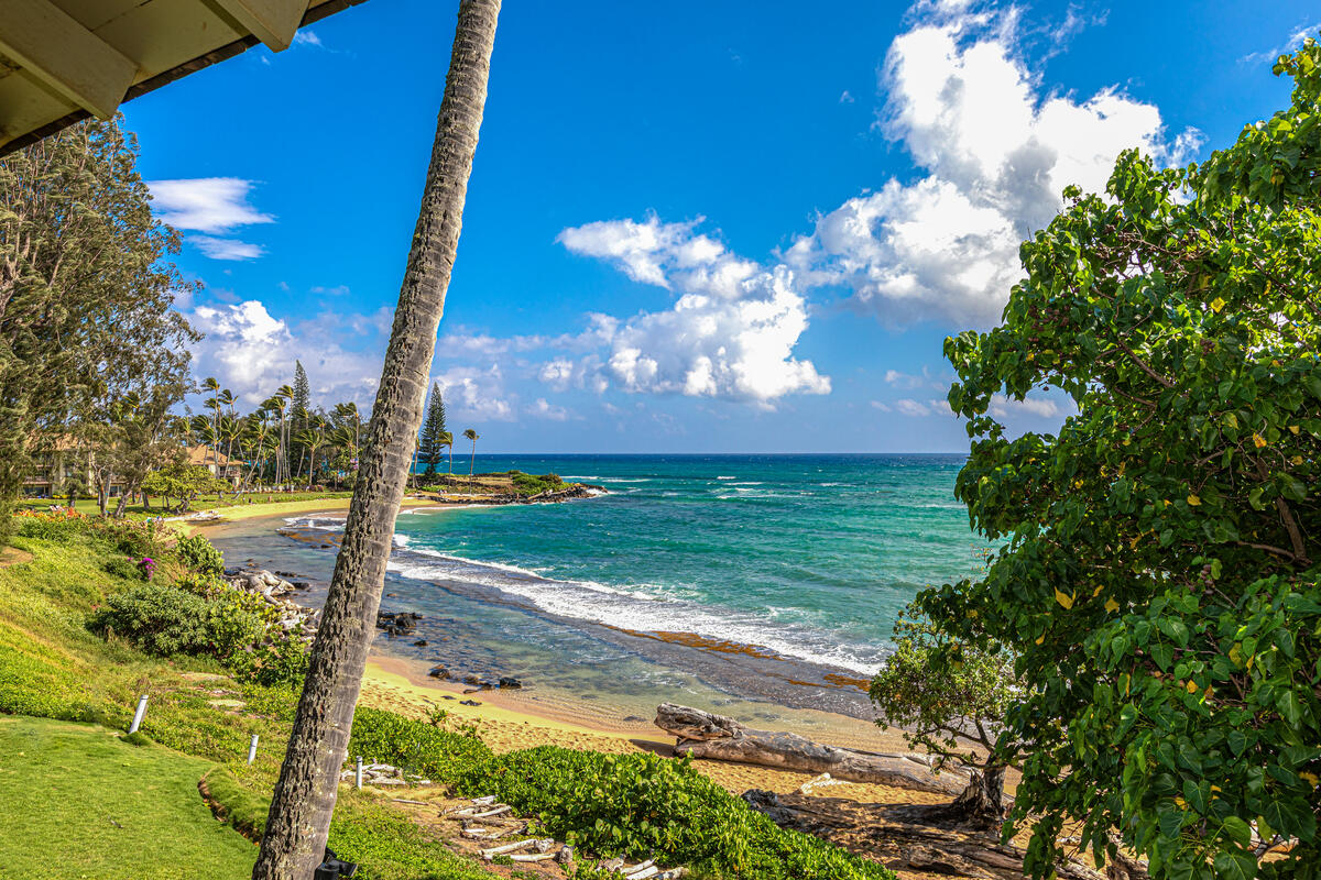 380 Papaloa Road, Unit 2 Kapaa, HI 96746 - Photo 3 of 20 a view of a yard with flower plants