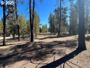 a view of a yard with trees