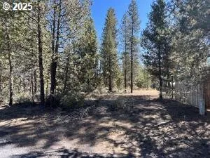 a view of a forest with trees