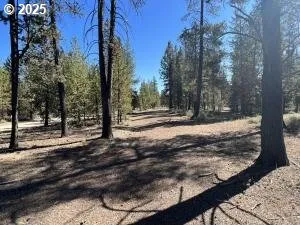 a view of a yard with trees