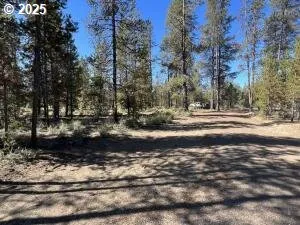 a view of a yard with large trees