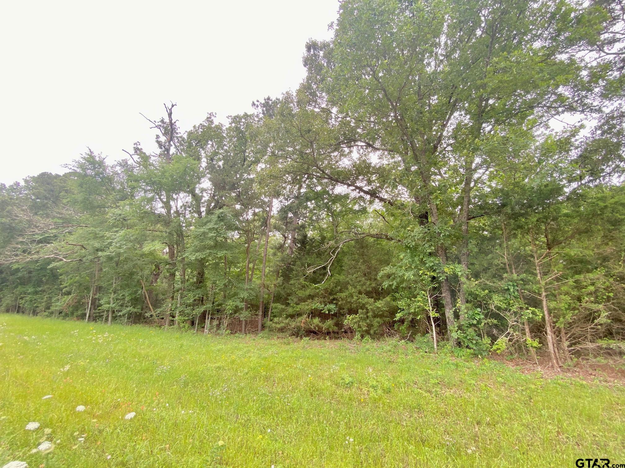 0 South State Highway Elkhart, TX 75839 - Photo 5 of 7 a view of a yard with a tree