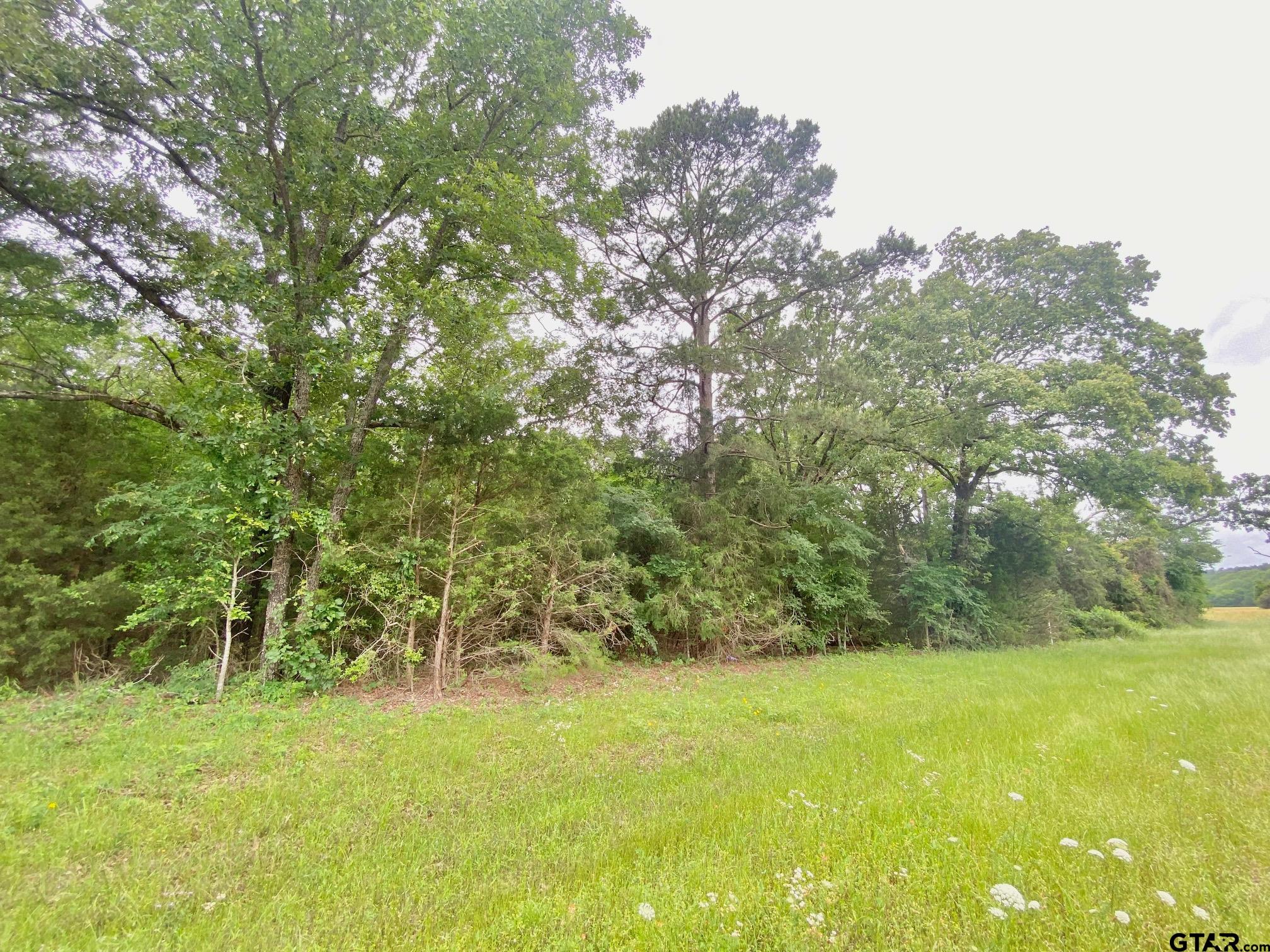 0 South State Highway Elkhart, TX 75839 - Photo 6 of 7 a view of yard with green space