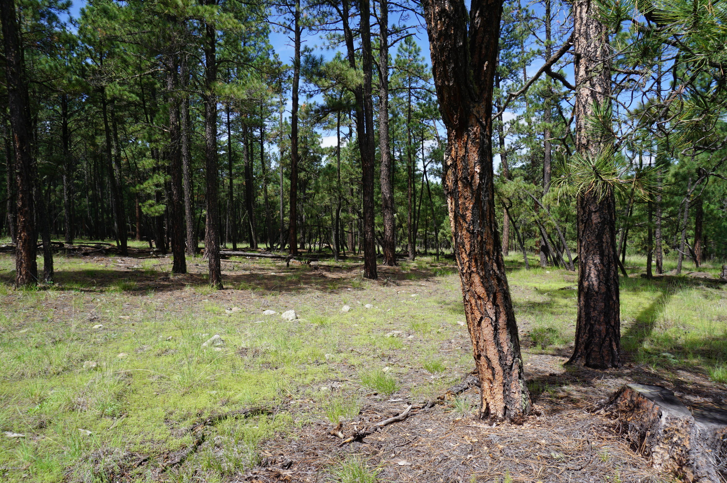 1 X P/o Co Road Alpine, AZ 85920 - Photo 22 of 35