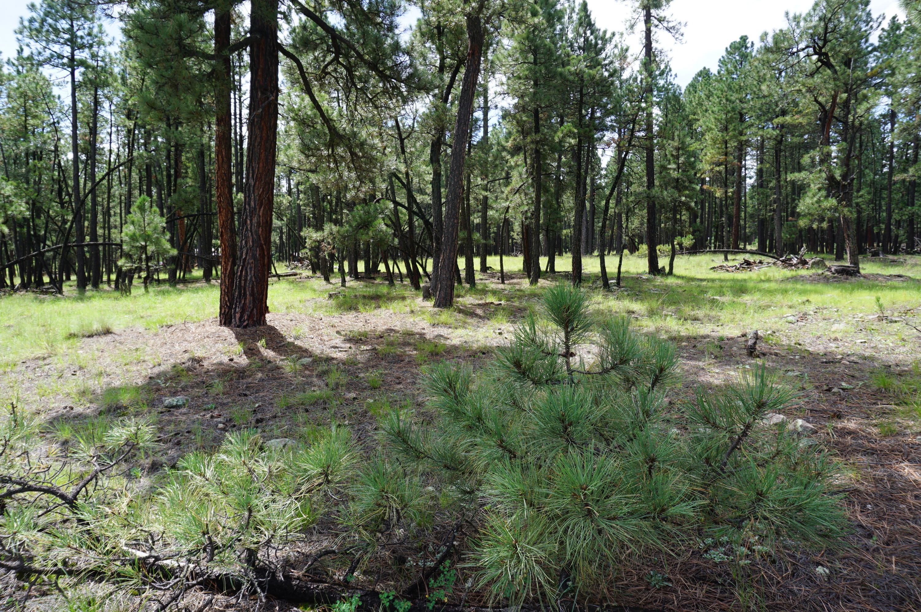 1 X P/o Co Road Alpine, AZ 85920 - Photo 29 of 35