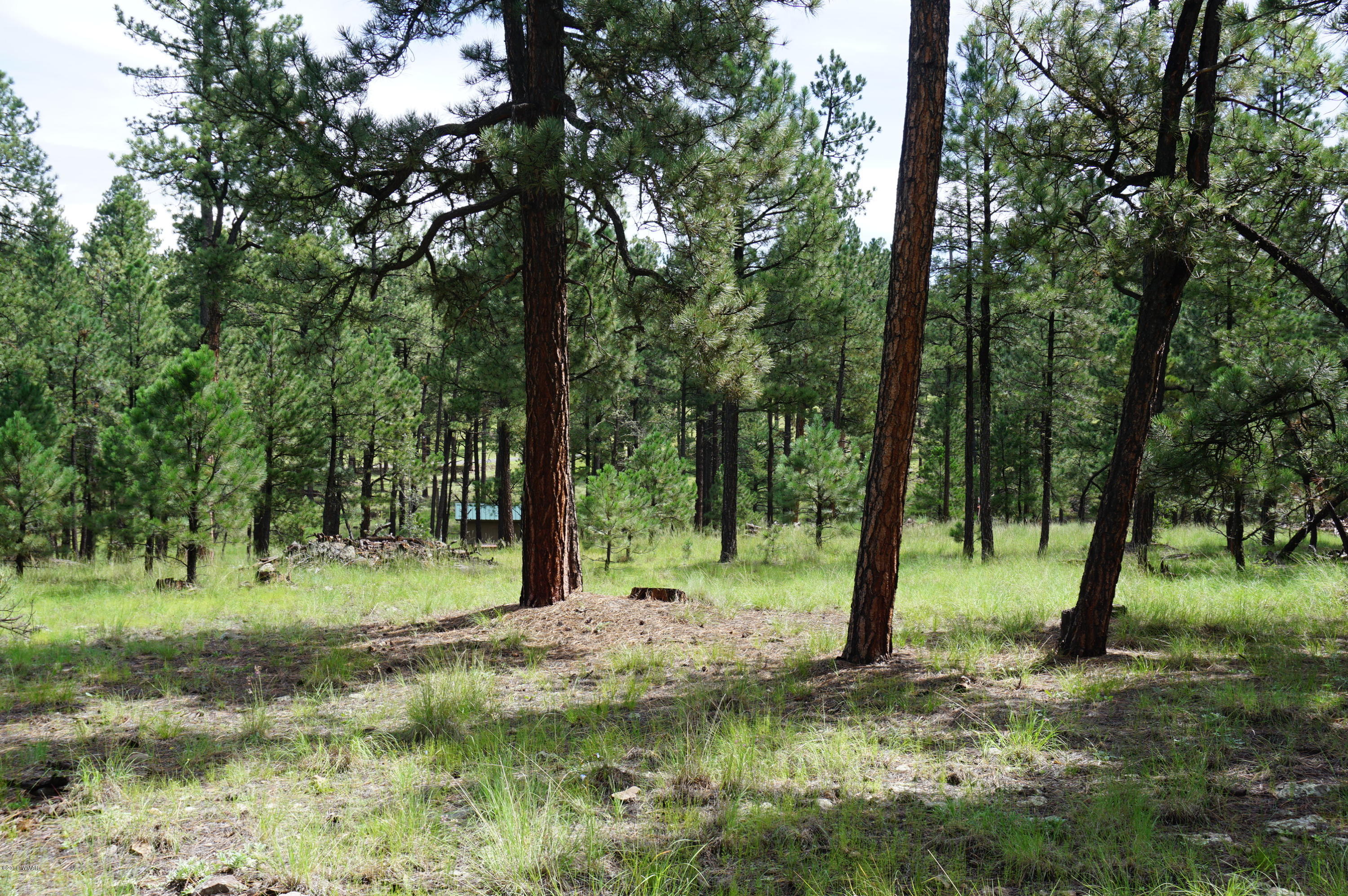 1 X P/o Co Road Alpine, AZ 85920 - Photo 4 of 35