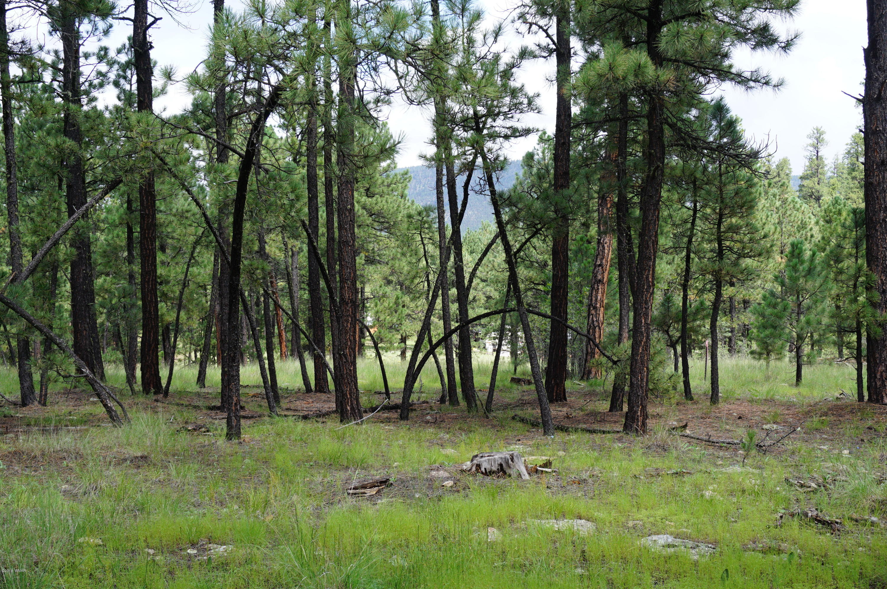 1 X P/o Co Road Alpine, AZ 85920 - Photo 8 of 35