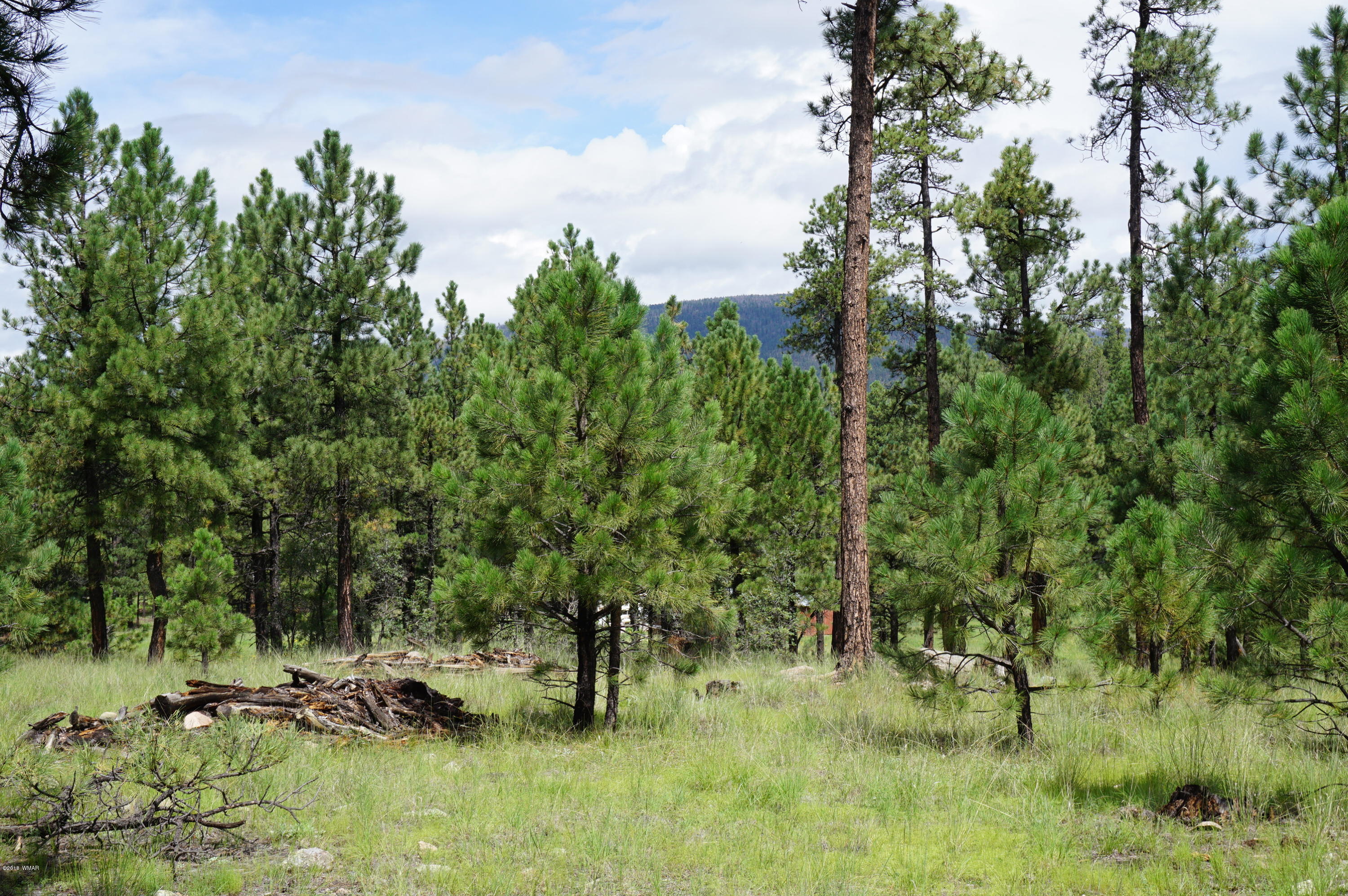 1 X P/o Co Road Alpine, AZ 85920 - Photo 9 of 35