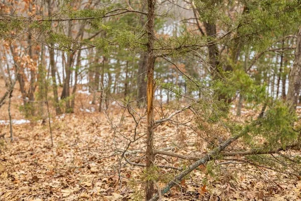 $388,000 | 15974 Highway 129, New Boston, MO 63557