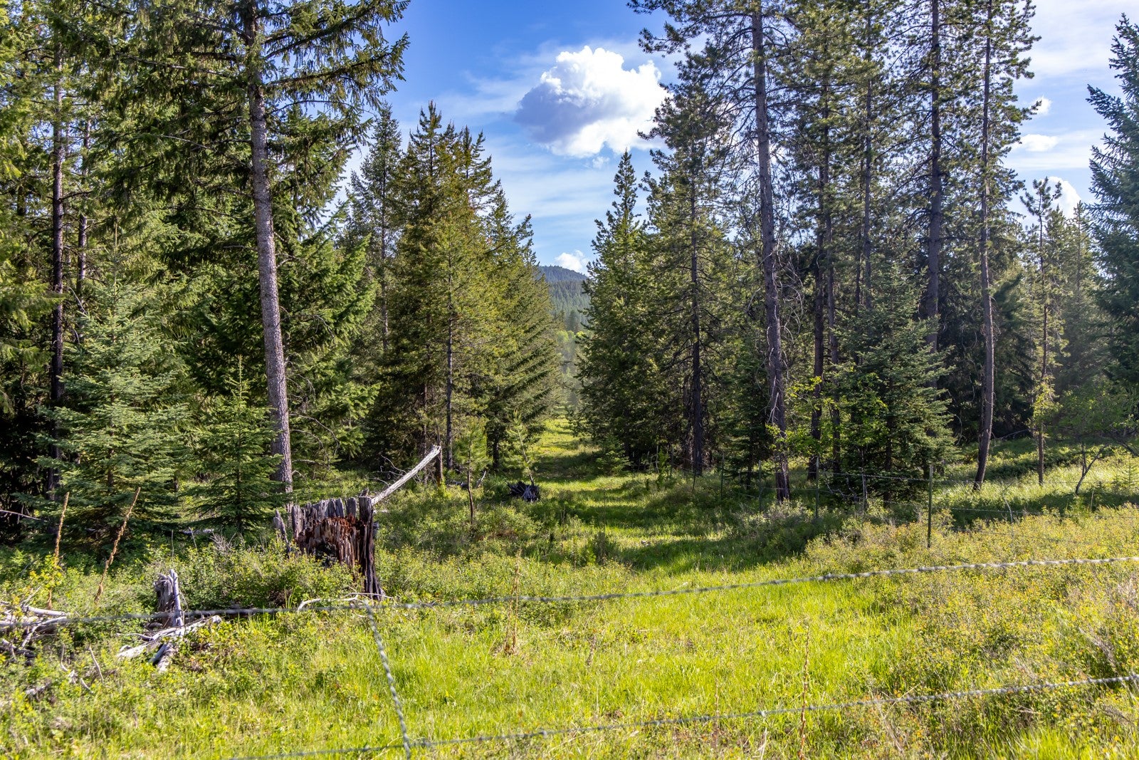 6999 Fortine Creek Road Trego, MT 59934 - Photo 15 of 32 Gallery Image 15