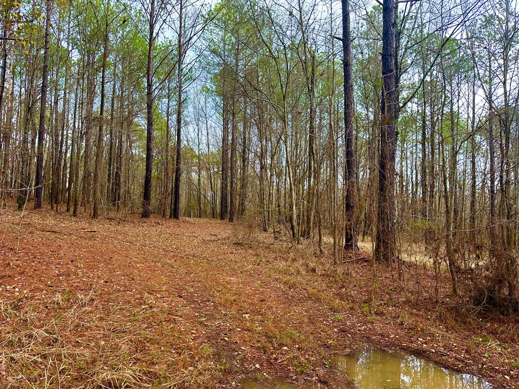 0 John Allen Carter Road Talbotton, GA 31827 - Photo 16 of 18 Gallery Image 16