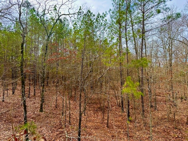 0 John Allen Carter Road Talbotton, GA 31827 - Photo 8 of 18 Gallery Image 8