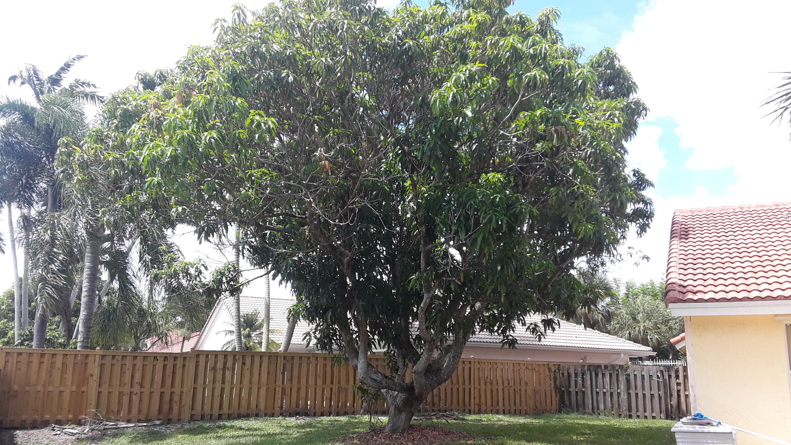 9549 Carousel Circle East Boca Raton, FL 33434 - Photo 26 of 28 mango tree