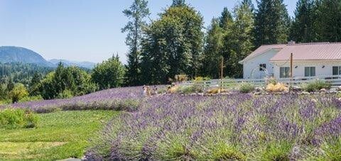 20129 Tveit Road Arlington, WA 98223 - Photo 2 of 31 a view of a house with a yard and large trees