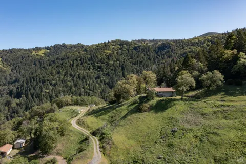 a view of a forest with a tree in the background