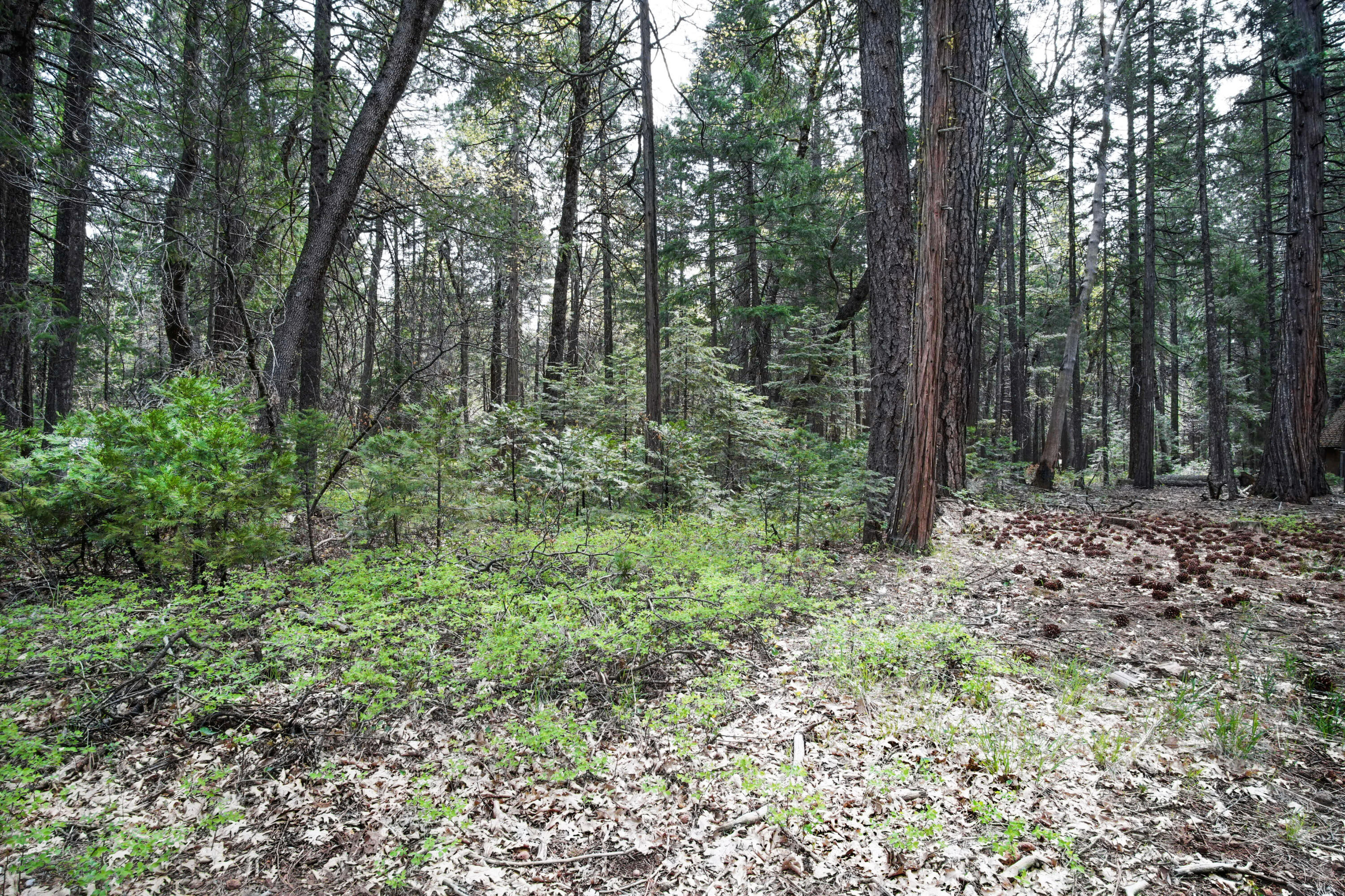Linda Road Shingletown, CA 96088 - Photo 2 of 4 a view of forest
