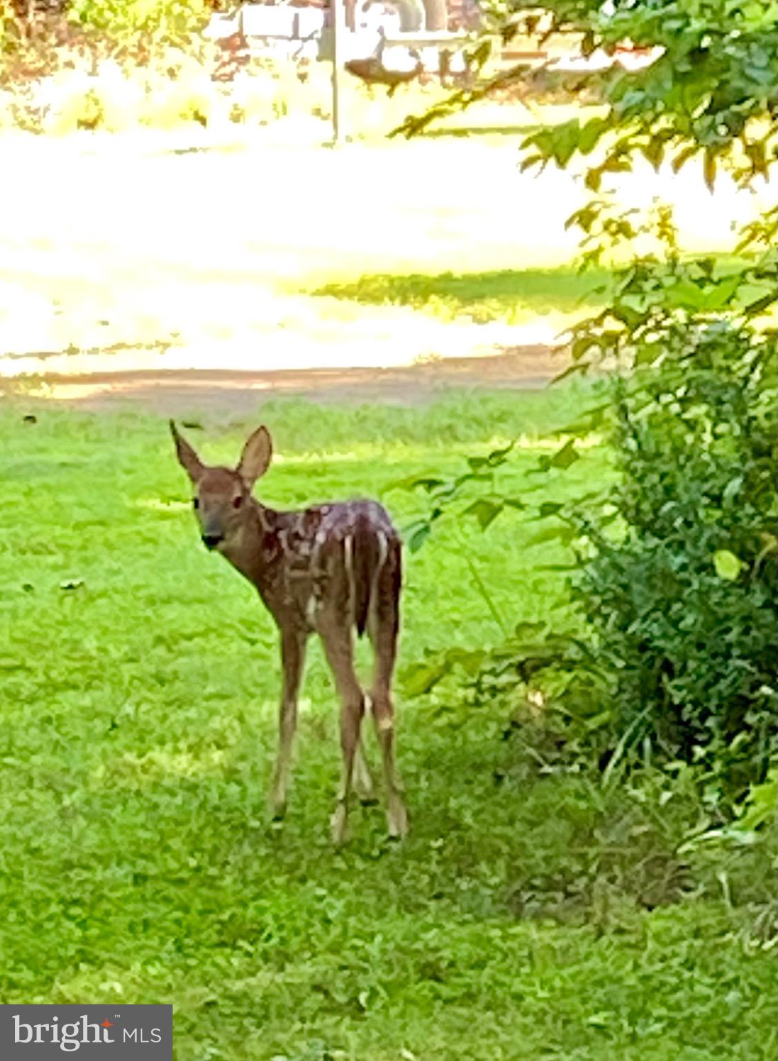 8311 Pohick Road Springfield, VA 22153 - Photo 2 of 92