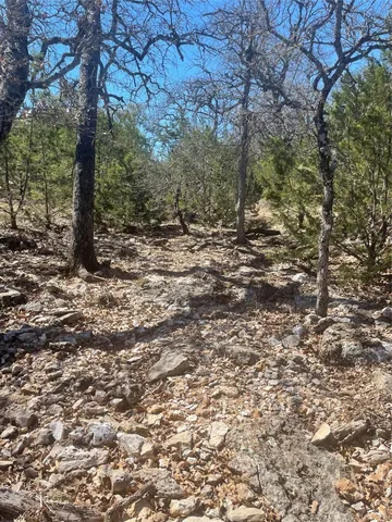 a view of a forest with trees
