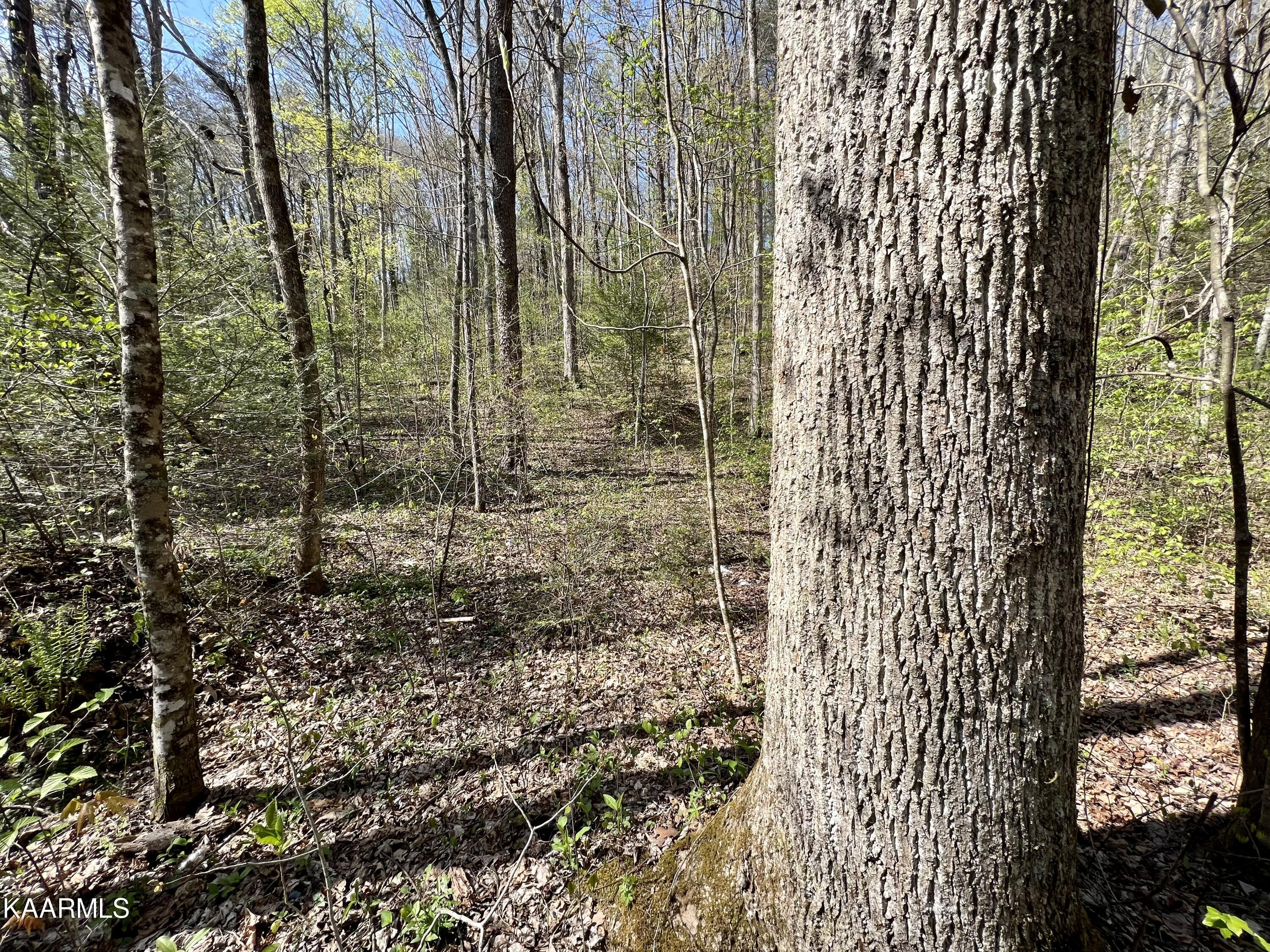 Clifty Road Crossville, TN 38572 - Photo 20 of 53 21