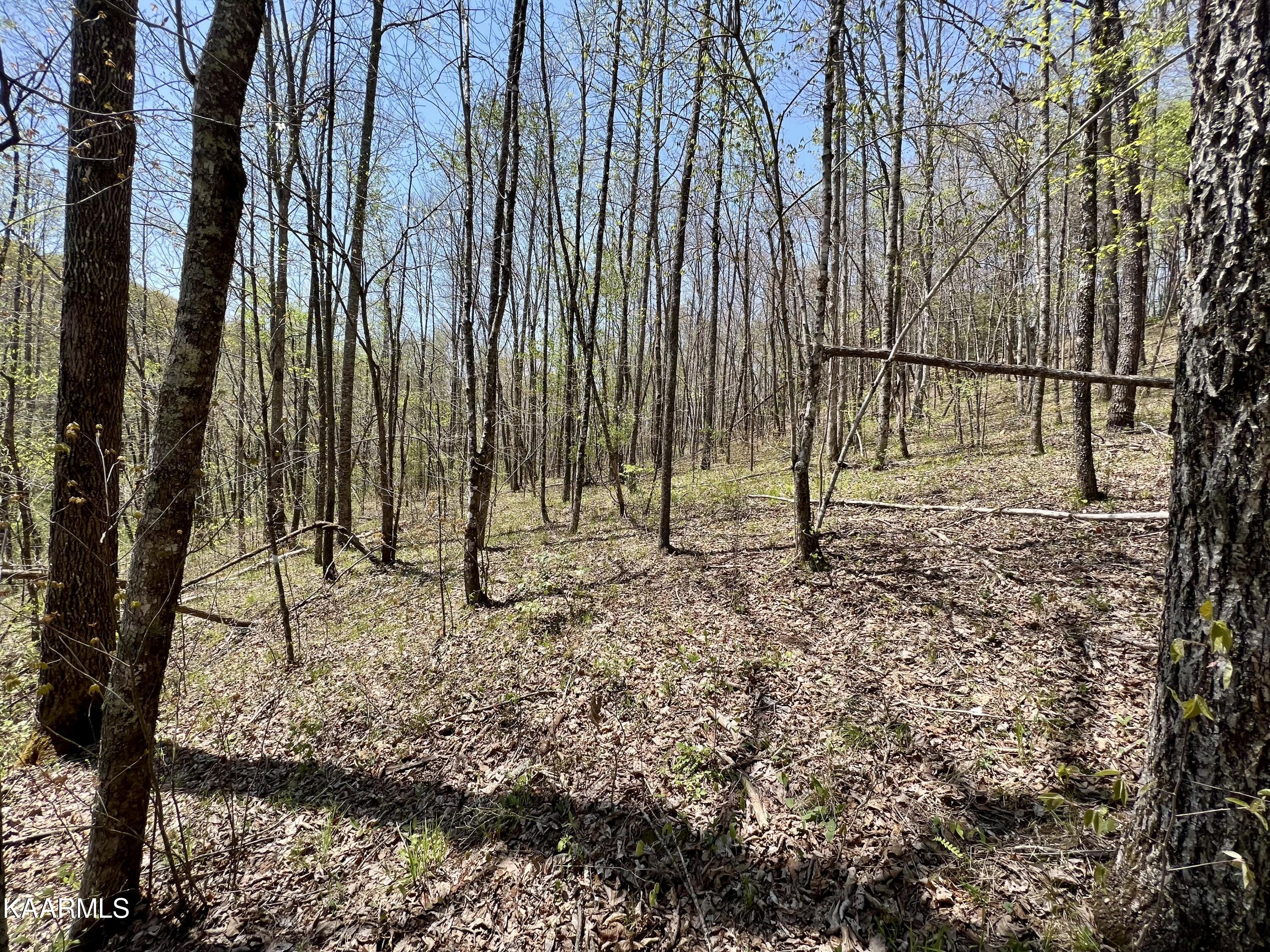 Clifty Road Crossville, TN 38572 - Photo 46 of 53 IMG_1468