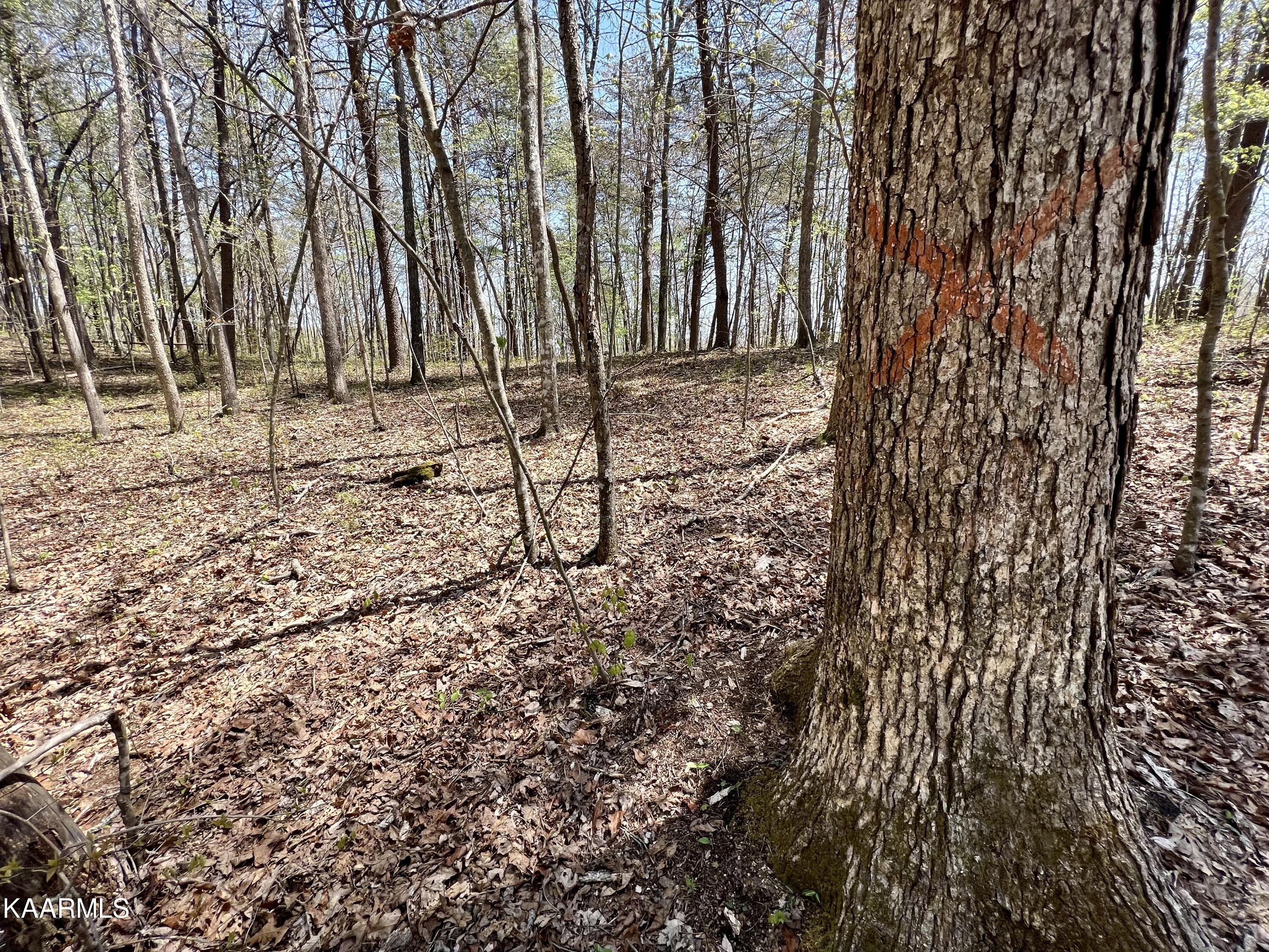 Clifty Road Crossville, TN 38572 - Photo 52 of 53 IMG_1477